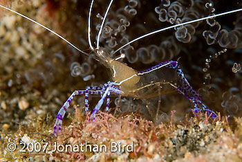 Pederson cleaner Shrimp [Periclimenes pedersoni]