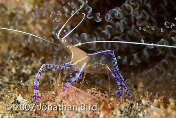 Pederson cleaner Shrimp [Periclimenes pedersoni]