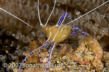 Pederson cleaner Shrimp [Periclimenes pedersoni]