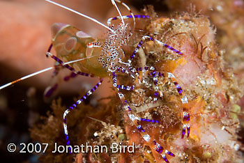 Pederson cleaner Shrimp [Periclimenes yucatanicus]