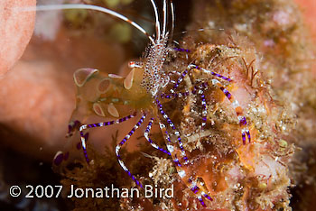 Pederson cleaner Shrimp [Periclimenes yucatanicus]