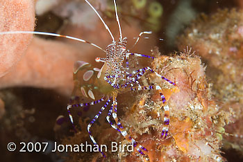 Pederson cleaner Shrimp [Periclimenes yucatanicus]