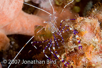 Pederson cleaner Shrimp [Periclimenes yucatanicus]