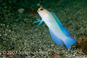 Bluebar Jawfish [Opistognathus sp.]