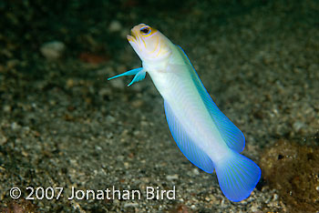 Bluebar Jawfish [Opistognathus sp.]