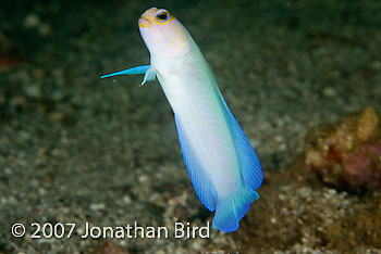 Bluebar Jawfish [Opistognathus sp.]