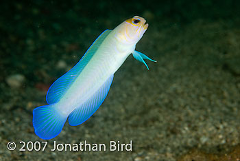 Bluebar Jawfish [Opistognathus sp.]