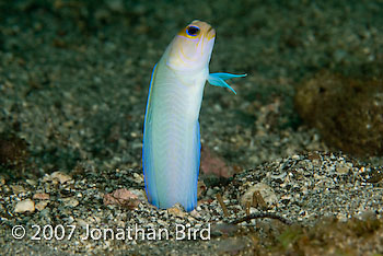 Bluebar Jawfish [Opistognathus sp.]