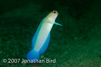 Bluebar Jawfish [Opistognathus sp.]