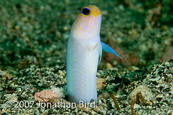 Bluebar Jawfish [Opistognathus sp.]