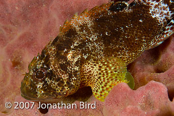 Barbfish Scorpionfish [Scorpaena brasiliensis]