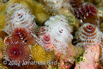 Christmas tree Worm [Spirobranchus giganteus]