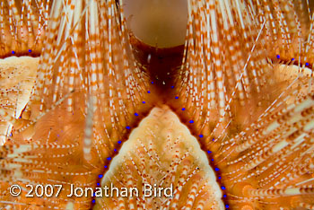 Magnificent Sea urchin [Astropyga magnifica]