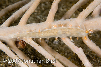 Gorgonian Nudibranch [--]