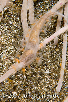 Gorgonian Nudibranch [--]