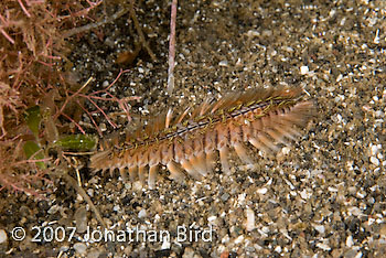 Bristle Worm [Chloeia sp.]