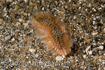 Bristle Worm [Chloeia sp.]