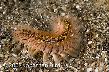 Bristle Worm [Chloeia sp.]