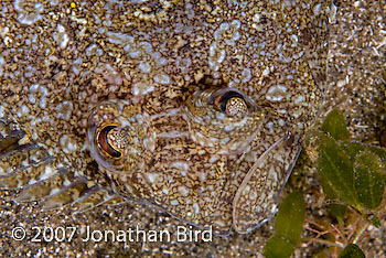 Maculated Flounder [Bothus maculiferus]