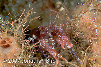 Red snapping Shrimp [Alpheus sp.]