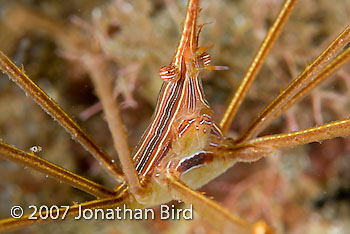 Yellowline Arrow Crab [Stenorhynchus seticornis]