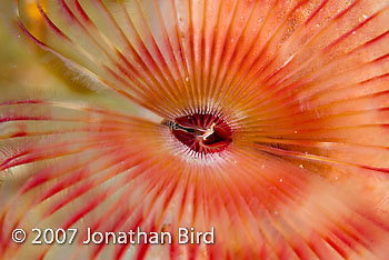 Split Crown feather duster Worm [Anamobaea orstedii]