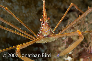 Yellowline Arrow Crab [Stenorhynchus seticornis]