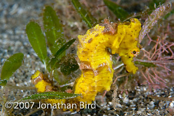 Long-snout Seahorse [Hippocampus reidi]