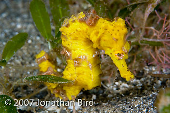 Long-snout Seahorse [Hippocampus reidi]