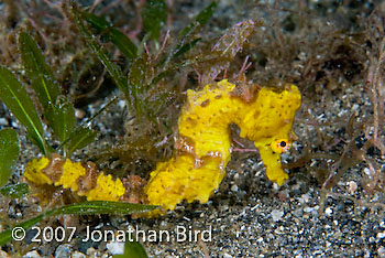 Long-snout Seahorse [Hippocampus reidi]