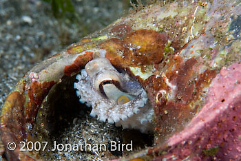 Brownstripe Octopus [Octopus burryi]