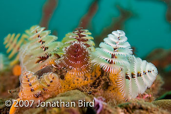 Christmas tree Worm [Spirobranchus giganteus]