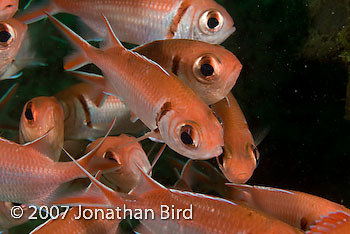 Blackbar Soldierfish [Myripristis jacobus]