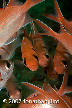 Blackbar Soldierfish [Myripristis jacobus]