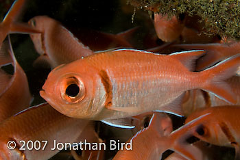 Blackbar Soldierfish [Myripristis jacobus]