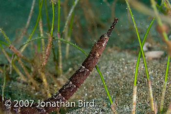 Shortfin Pipefish [Cosmocampus elucens]