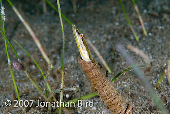 Yellowface Pike Blenny [Chaenopsis limbaughi]