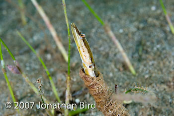 Yellowface Pike Blenny [Chaenopsis limbaughi]