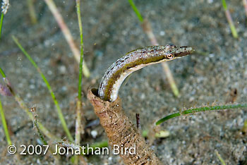 Yellowface Pike Blenny [Chaenopsis limbaughi]