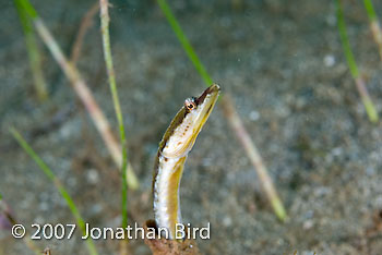 Yellowface Pike Blenny [Chaenopsis limbaughi]