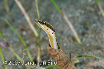 Yellowface Pike Blenny [Chaenopsis limbaughi]