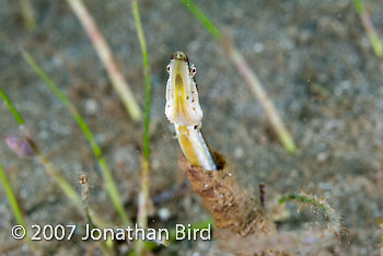 Yellowface Pike Blenny [Chaenopsis limbaughi]