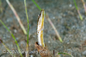 Yellowface Pike Blenny [Chaenopsis limbaughi]