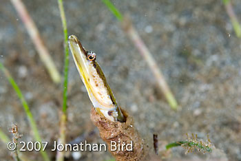Yellowface Pike Blenny [Chaenopsis limbaughi]