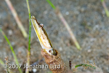 Yellowface Pike Blenny [Chaenopsis limbaughi]