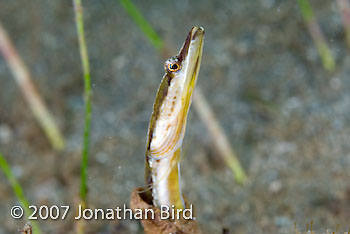 Yellowface Pike Blenny [Chaenopsis limbaughi]