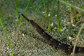 Shortfin Pipefish [Cosmocampus elucens]