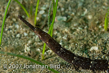 Shortfin Pipefish [Cosmocampus elucens]