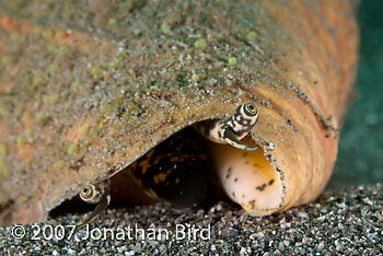 Queen Conch [Strombus gigas]