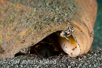 Queen Conch [Strombus gigas]